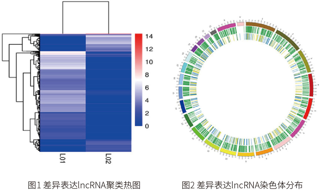 长链非编码rna测序 银丰基因科技有限公司