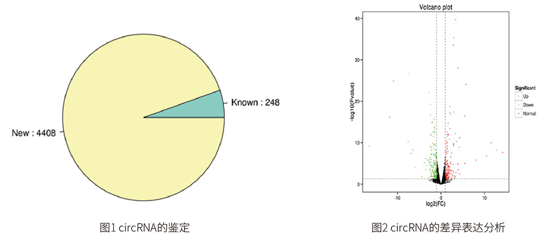 环状rna测序 银丰基因科技有限公司
