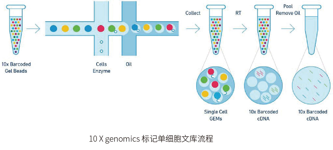 单细胞转录组测序技术流程.jpg
