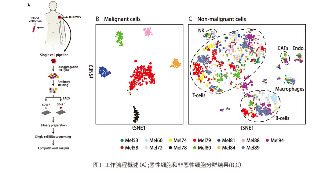 单细胞转录组测序案例分析3.jpg